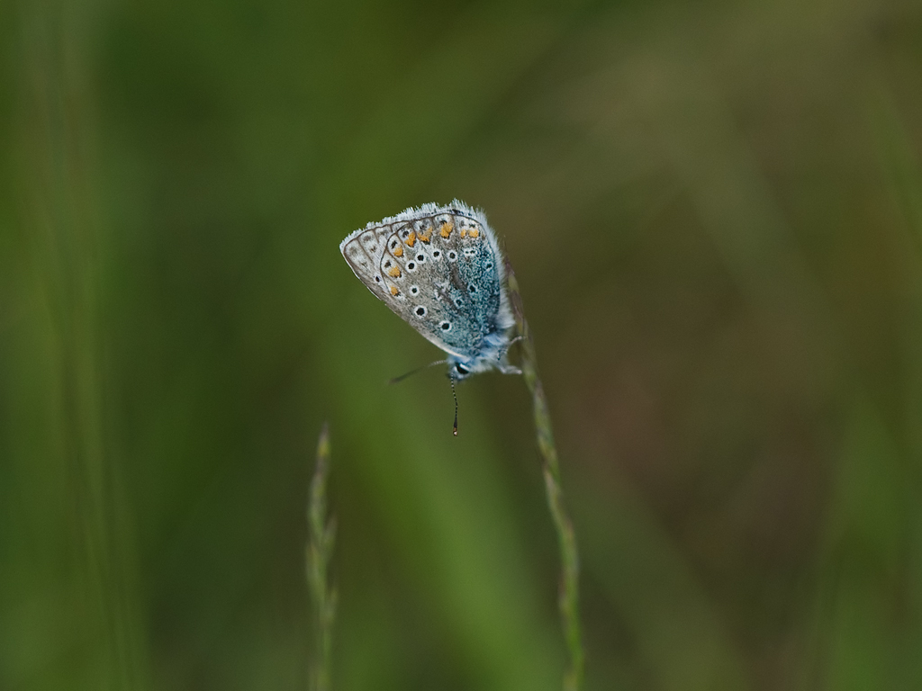 Plebejus argus Heideblauwtje Silver-studded Blue